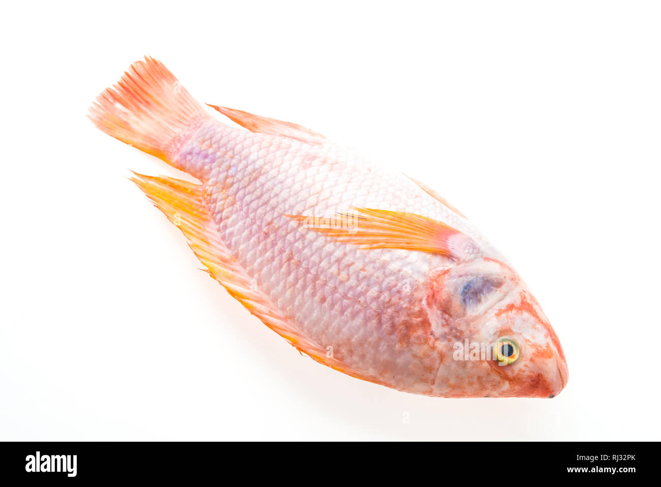 Raw tilapia fresh fish isolated on white background Stock Photo