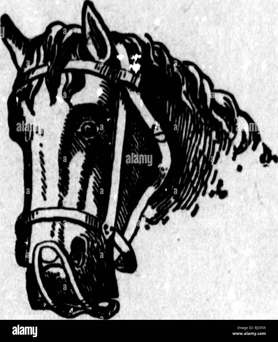Gleason S Veterinary Hand Book And System Of Horse Taming