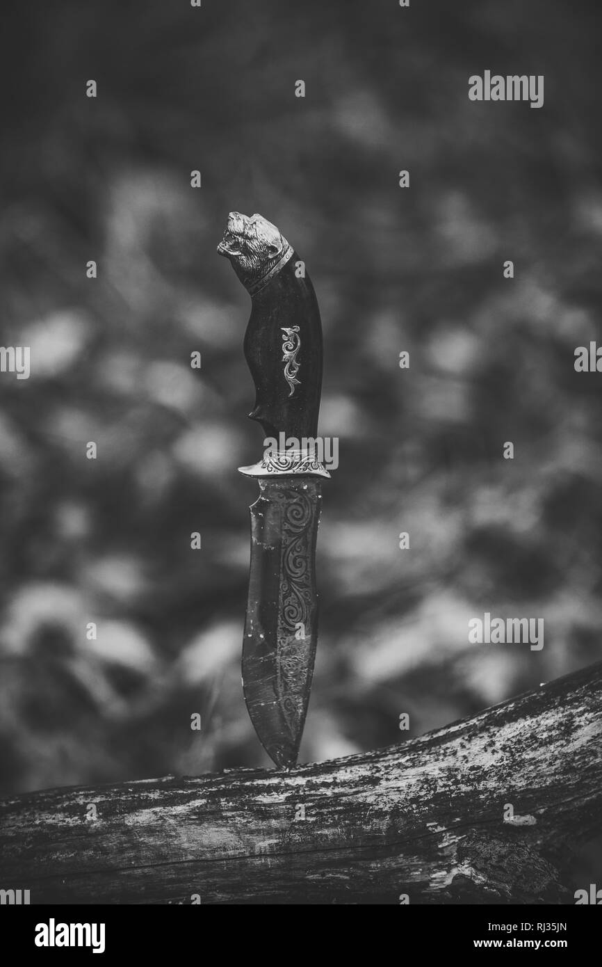 Hunting knife stabbed into log. Antique knife with decorative elements Stock Photo