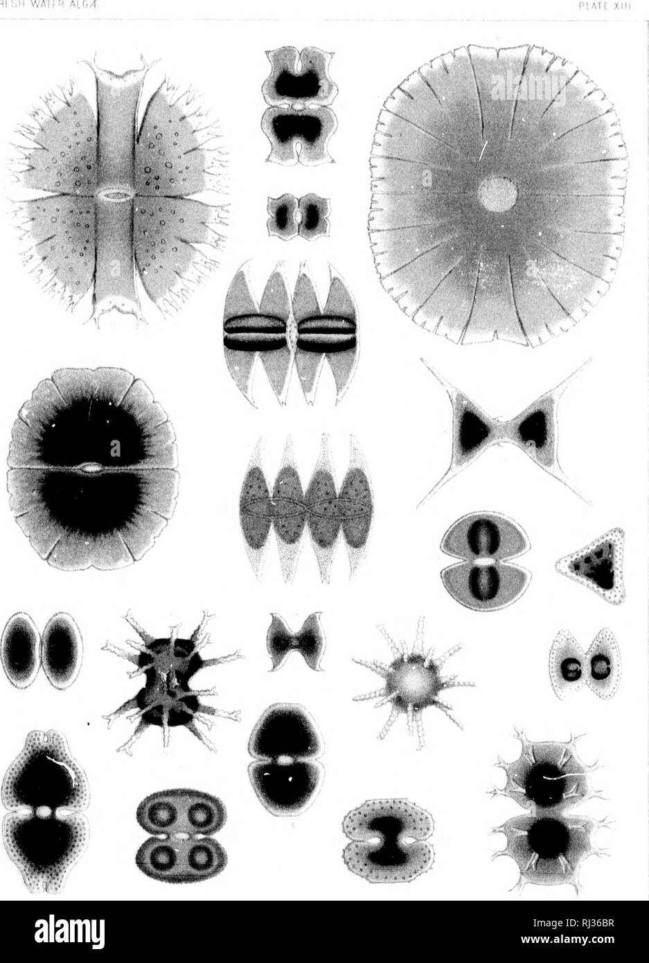 . A contribution to the history of the fresh-water algae of North America [microform]. Botany; Algae; Botanique; Algues. FRfSH WA7. Please note that these images are extracted from scanned page images that may have been digitally enhanced for readability - coloration and appearance of these illustrations may not perfectly resemble the original work.. Wood, H. C. (Horatio C. ), 1841-1920. [Washington : Smithsonian Institution Stock Photo