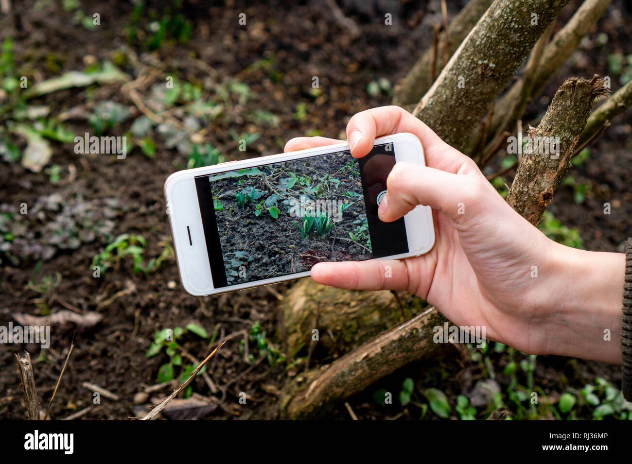 growing first snowdrop fair maid on the smartphone sceen plant identification handbook application use technlolgy in the nature uplugged Stock Photo
