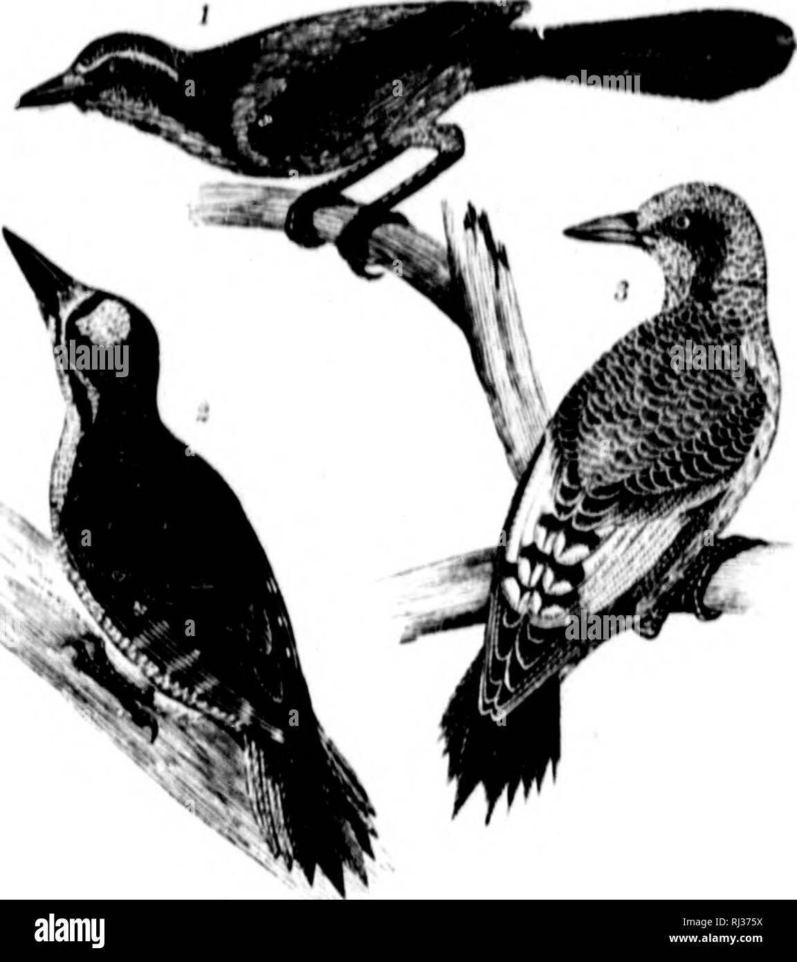 . American ornithology, or, The natural history of the birds of the United States [microform]. Wilson, Alexander, 1766-1813; Wilson, Alexander, 1766-1813; Birds; Oiseaux. I'lMi 11, II.-I. ! Iiirliln .lay. J. N&quot;rili..rii Tlirii..tiu.(l W.,.«lli.rkii-. ;l. Vmiiiii; lliilli.ail.il V...,il|,iikir.. Please note that these images are extracted from scanned page images that may have been digitally enhanced for readability - coloration and appearance of these illustrations may not perfectly resemble the original work.. Wilson, Alexander, 1766-1813; Canino, Charles Lucien Jules Laurent Bonaparte, Stock Photo