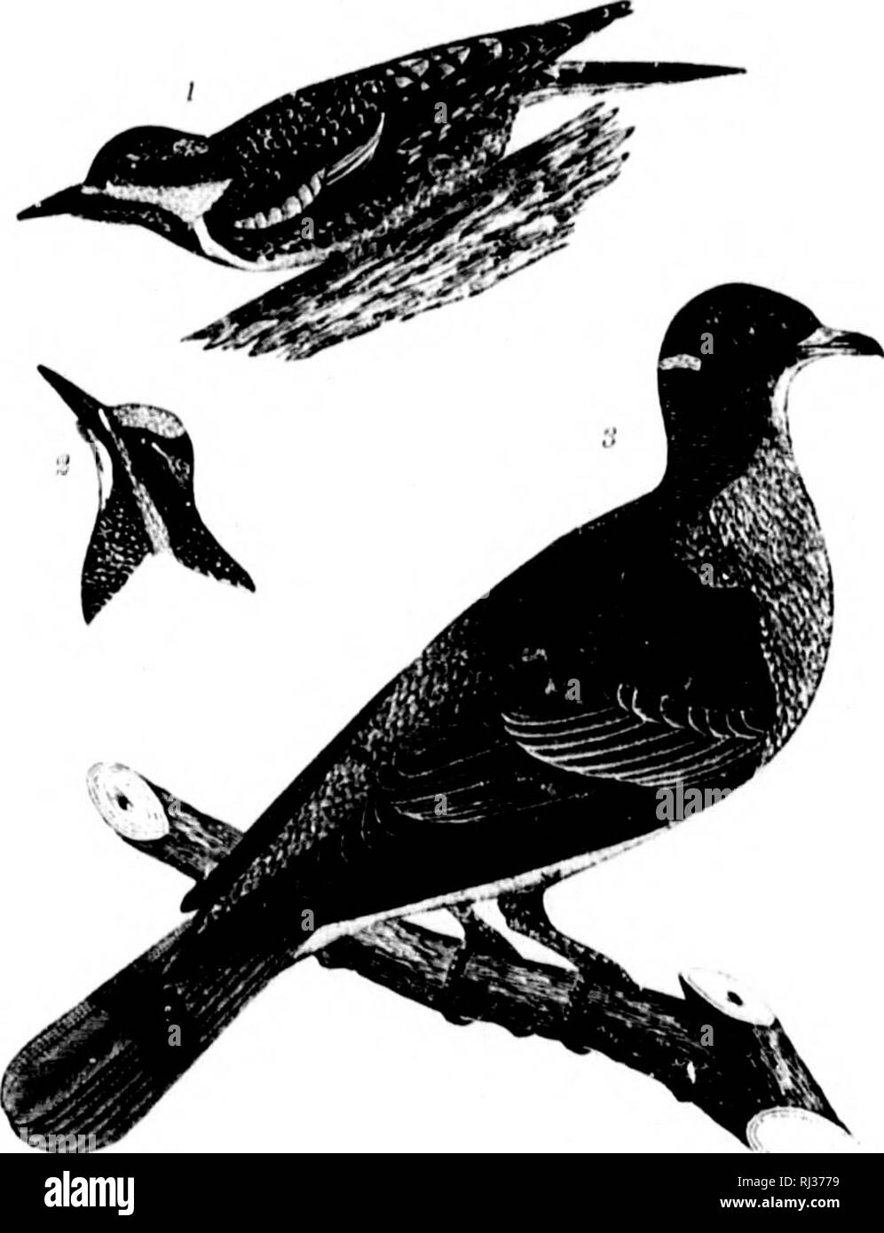 American Ornithology Or The Natural History Of The Birds