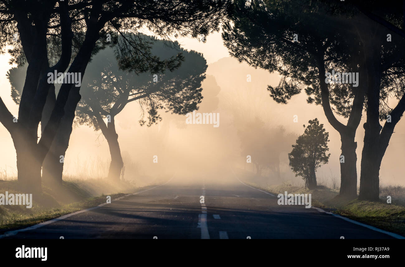 Road with fog at sunrise hi-res stock photography and images - Alamy