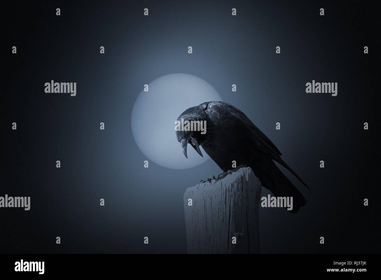 Full moon in an overcast night with crow. Added some digital grain in the background. Stock Photo