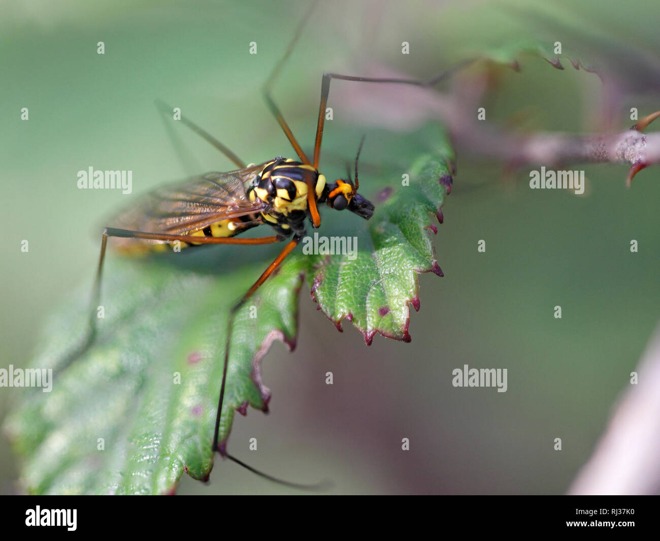 small-yellow-mosquito-early-autumn-north-of-portugal-stock-photo-alamy