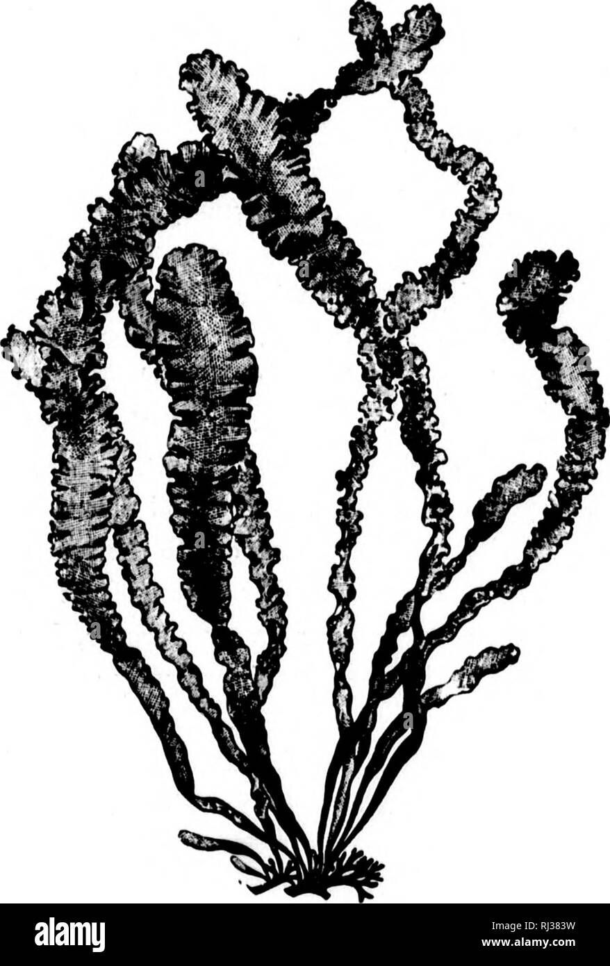 O slimy Black and White Stock Photos & Images - Alamy