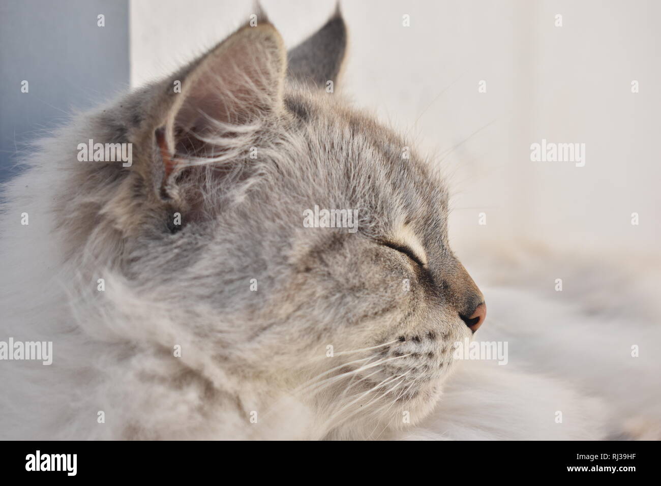 white cat closeup side portrait Stock Photo - Alamy