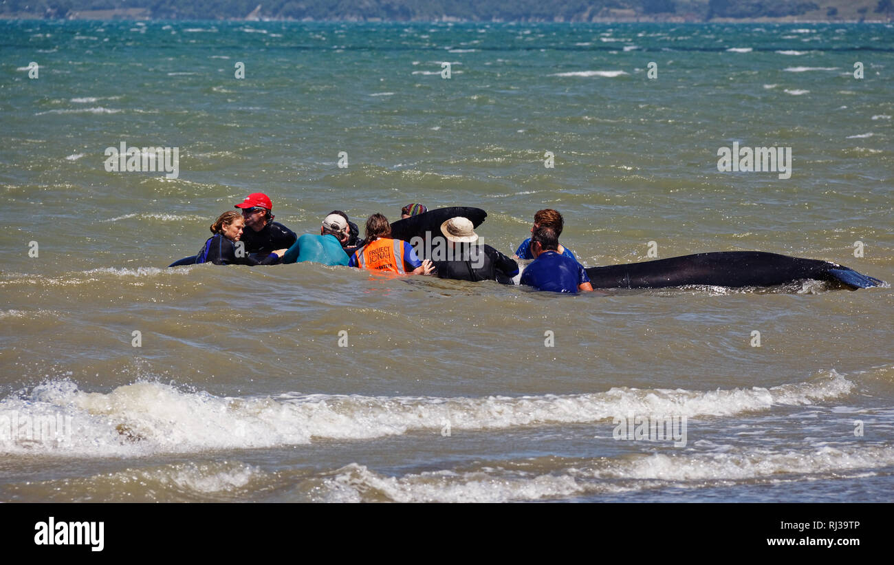 Stranded pilot whale beached on Farewell Spit at the northern tip of New Zealand's South Island, being helped out to sea for by volunteers. Stock Photo