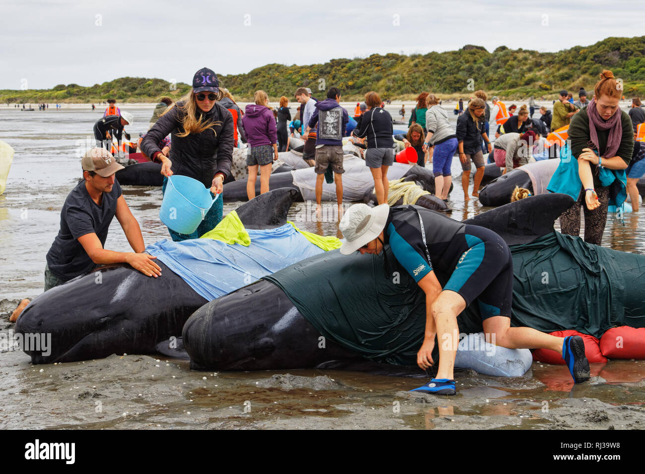 Stranded pilot whale beached on Farewell Spit at the northern tip of New Zealand's South Island, being cared for by marine conservation volunteers. Stock Photo
