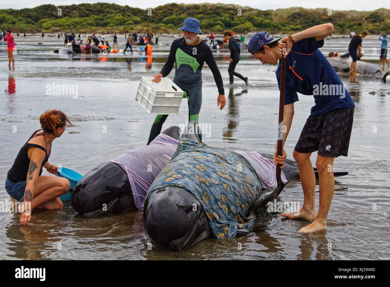 Stranded pilot whale beached on Farewell Spit at the northern tip of New Zealand's South Island, being cared for by volunteers. Stock Photo