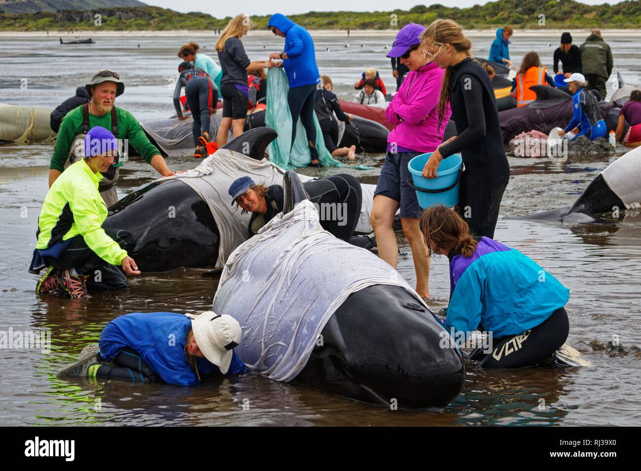 Stranded pilot whale beached on Farewell Spit at the northern tip of New Zealand's South Island, being cared for by volunteers. Stock Photo