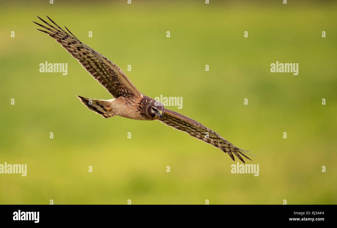 Harrier eagle hi-res stock photography and images - Alamy