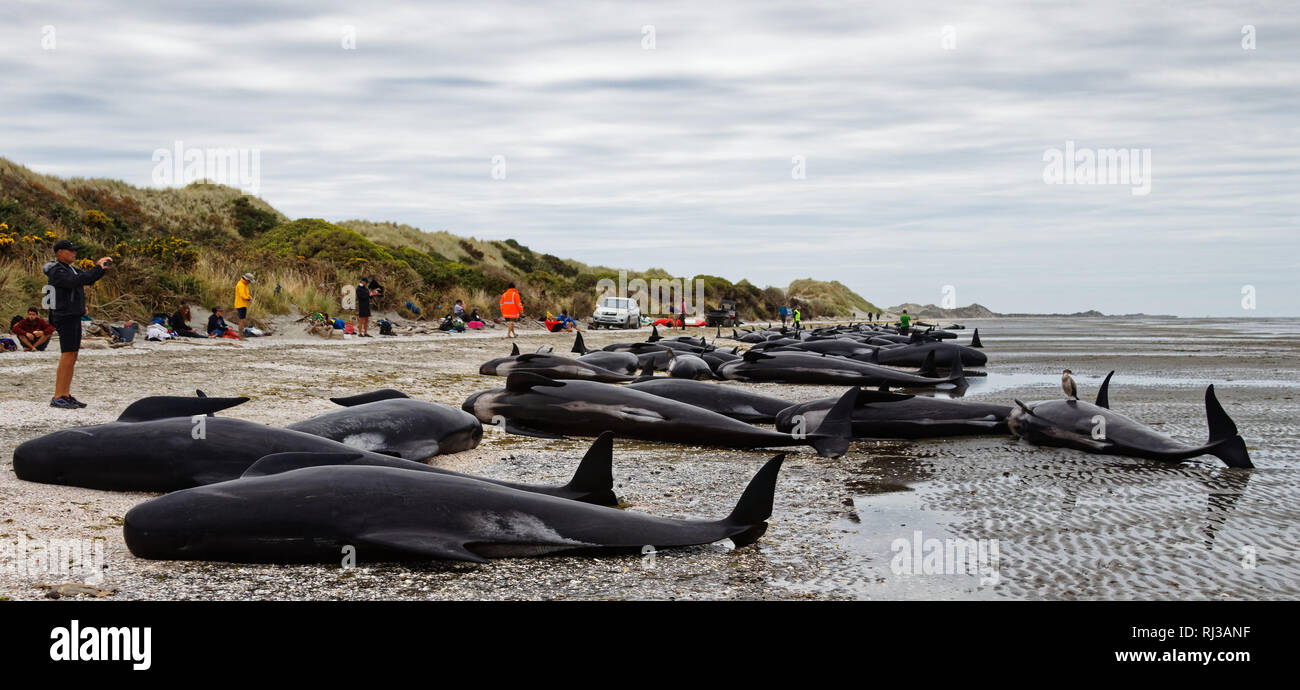 Dead pilot whales beached on Farewell Spit at the northern tip of New Zealand's South Island. Stock Photo