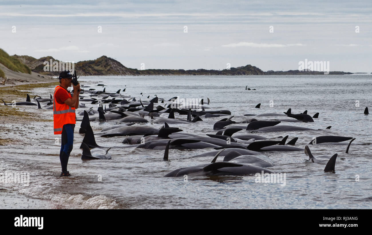 Dead pilot whales beached at Farewell Spit at the northern tip of New Zealand's South Island. Stock Photo