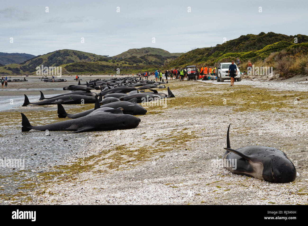 Stranded dead pilot whales beached on Farewell Spit at the northern tip of New Zealand's South Island. Stock Photo
