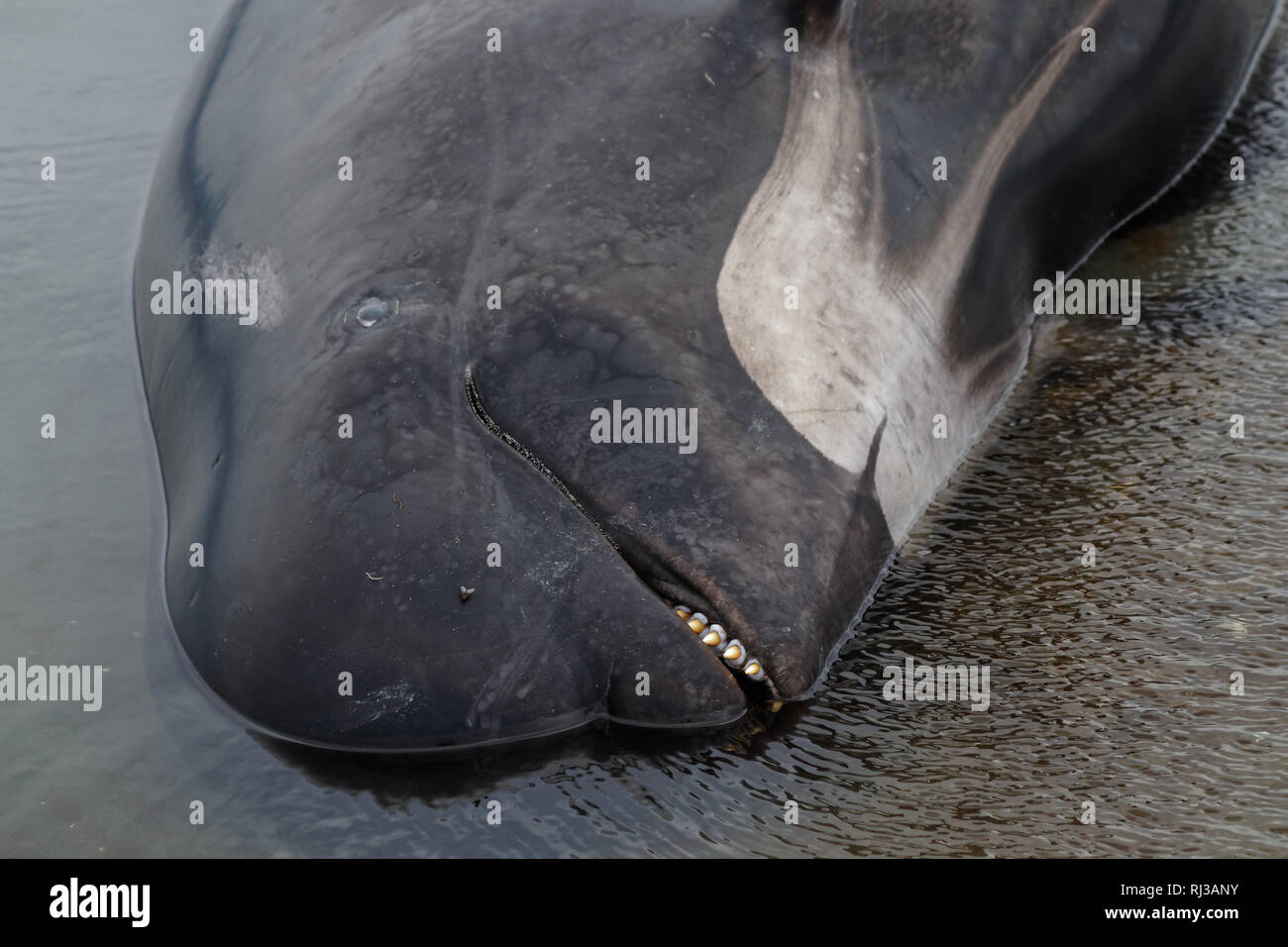 Dead pilot whale close up on Farewell Spit at the northern tip of New Zealand's South Island. Stock Photo