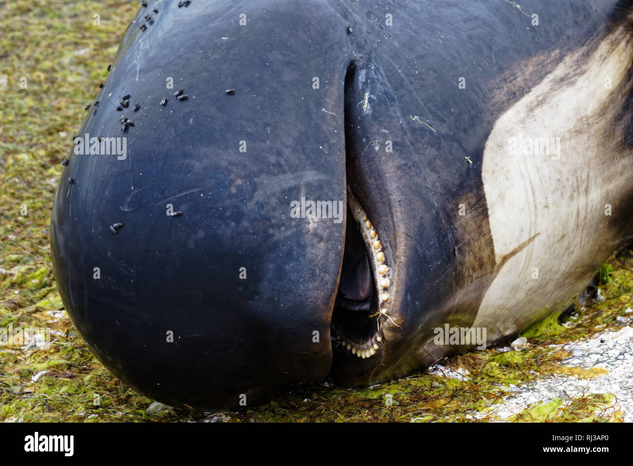 Stranded and dead pilot whale close up beached on Farewell Spit at the northern tip of New Zealand's South Island. Stock Photo