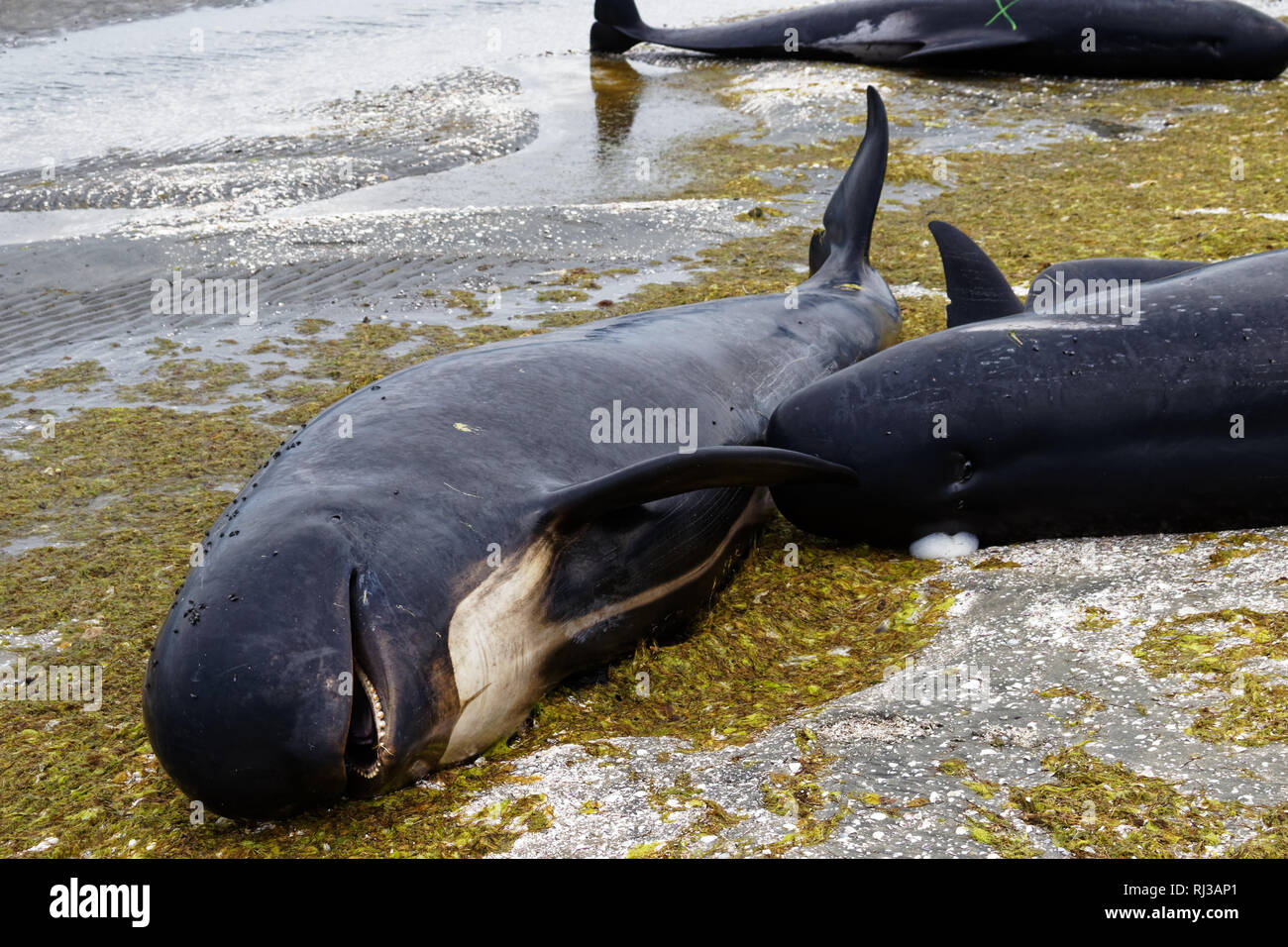 Stranded and dead pilot whales beached on Farewell Spit at the northern tip of New Zealand's South Island. Stock Photo
