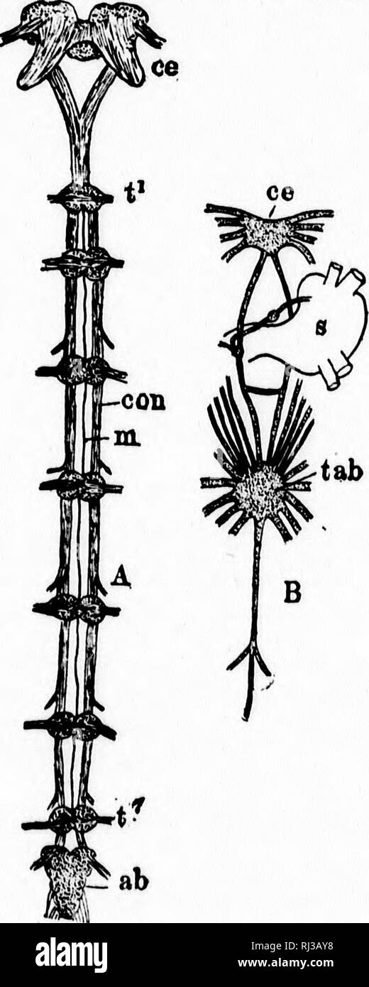 . A textbook of invertebrate morphology [microform]. Invertebrates ...