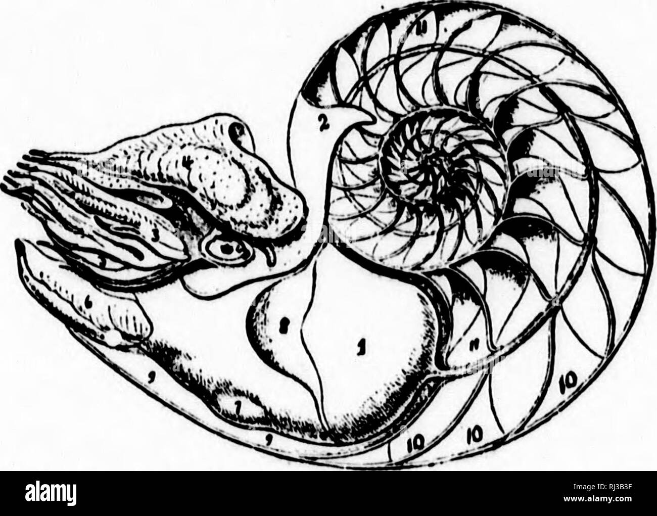 Lobe Shell Perforated lobes Black and White Stock Photos & Images - Alamy