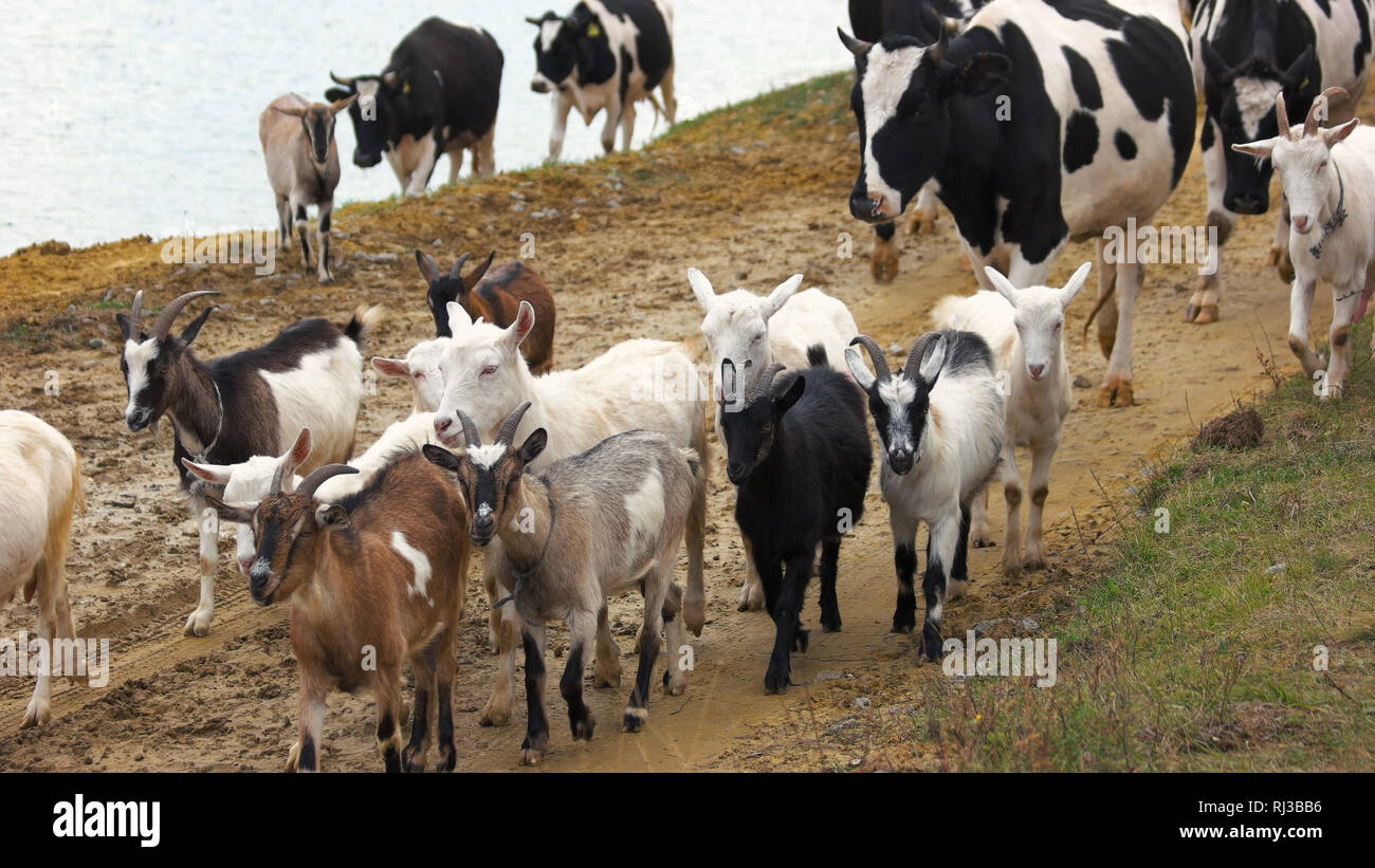 cow and goat