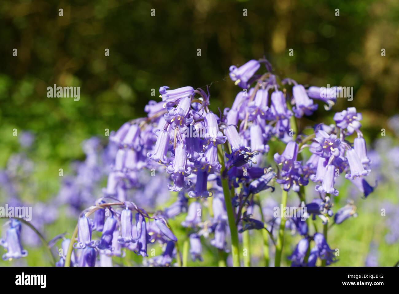 Bluebell Woodland Fields,  East Sussex, Bluebell Railway Stock Photo
