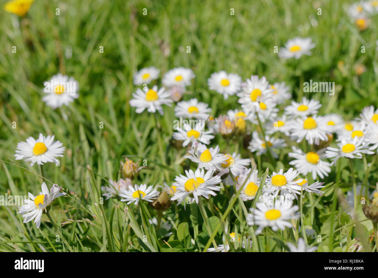 Daisies, Buttercups and Dandelions Stock Photo