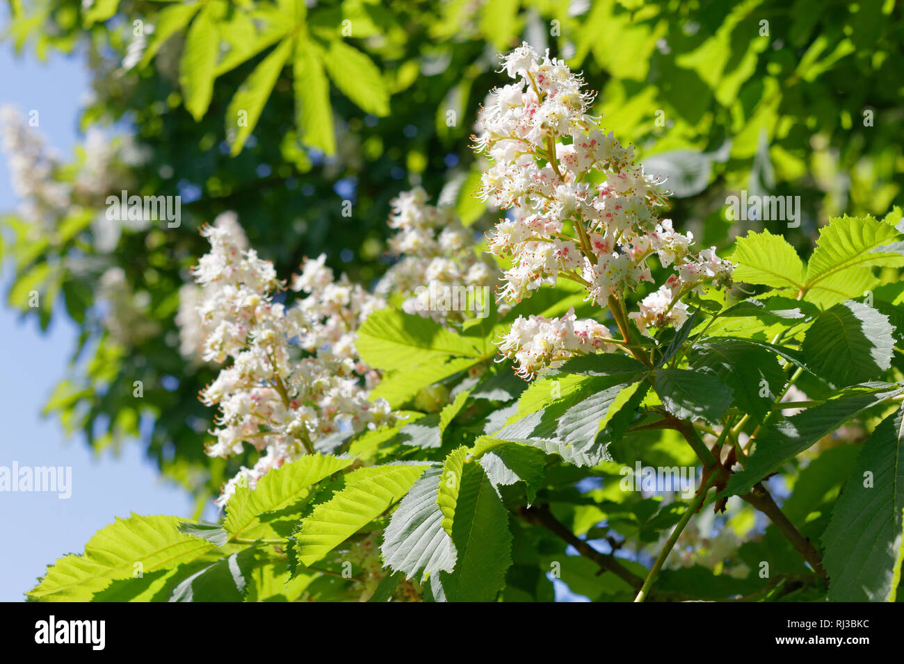 Horse-chestnuts in bloom Stock Photo