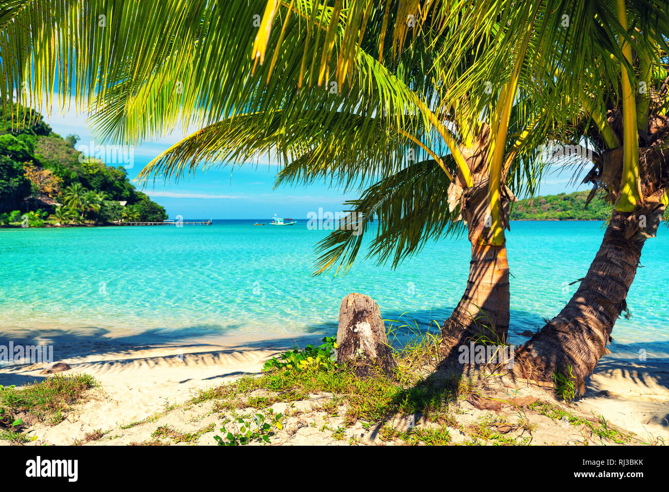 Palm and tropical beach Stock Photo - Alamy