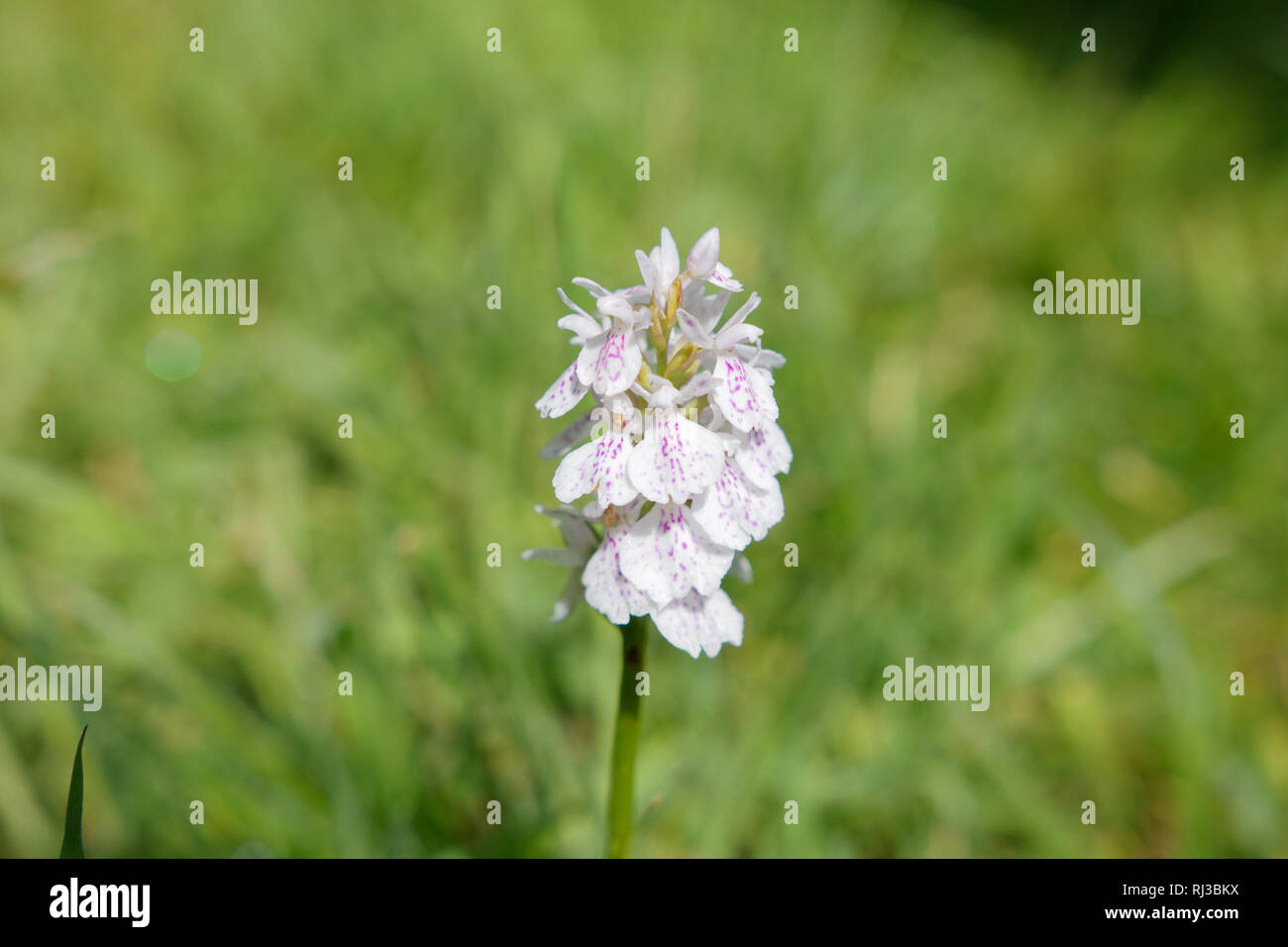 White Wild Orchid Stock Photo