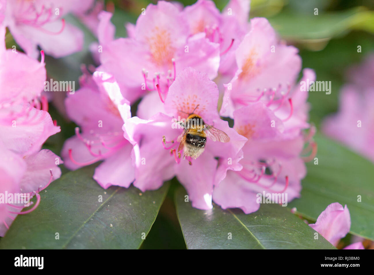 Pink Rhododendron with bubble bee Stock Photo