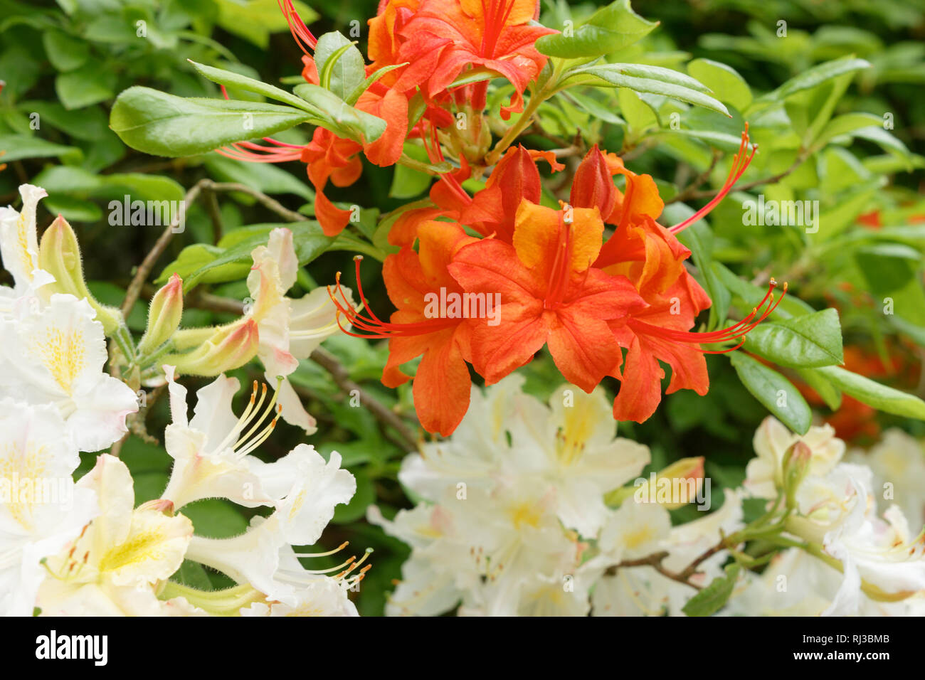 Flowering Orange and White Azalea Bush Stock Photo