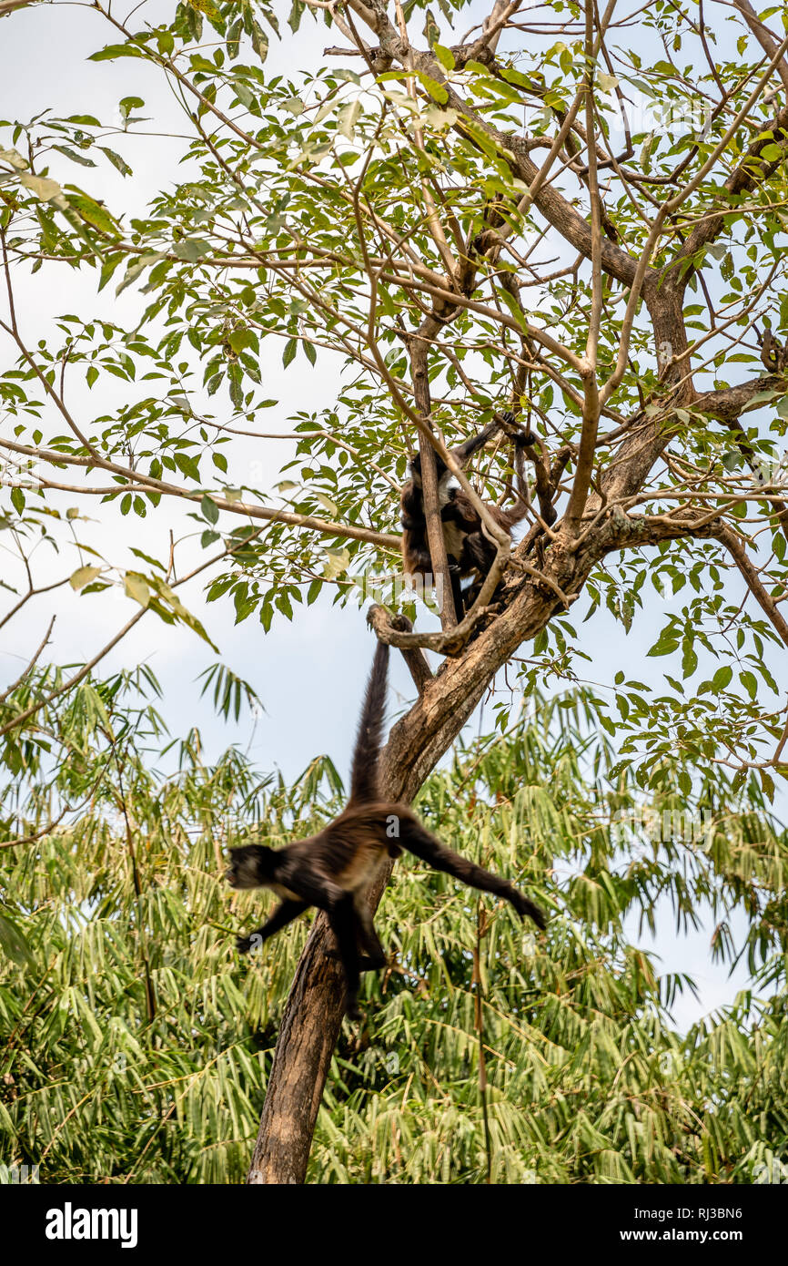 black handed spider monkeys in tree in Guatemalan zoo Stock Photo - Alamy