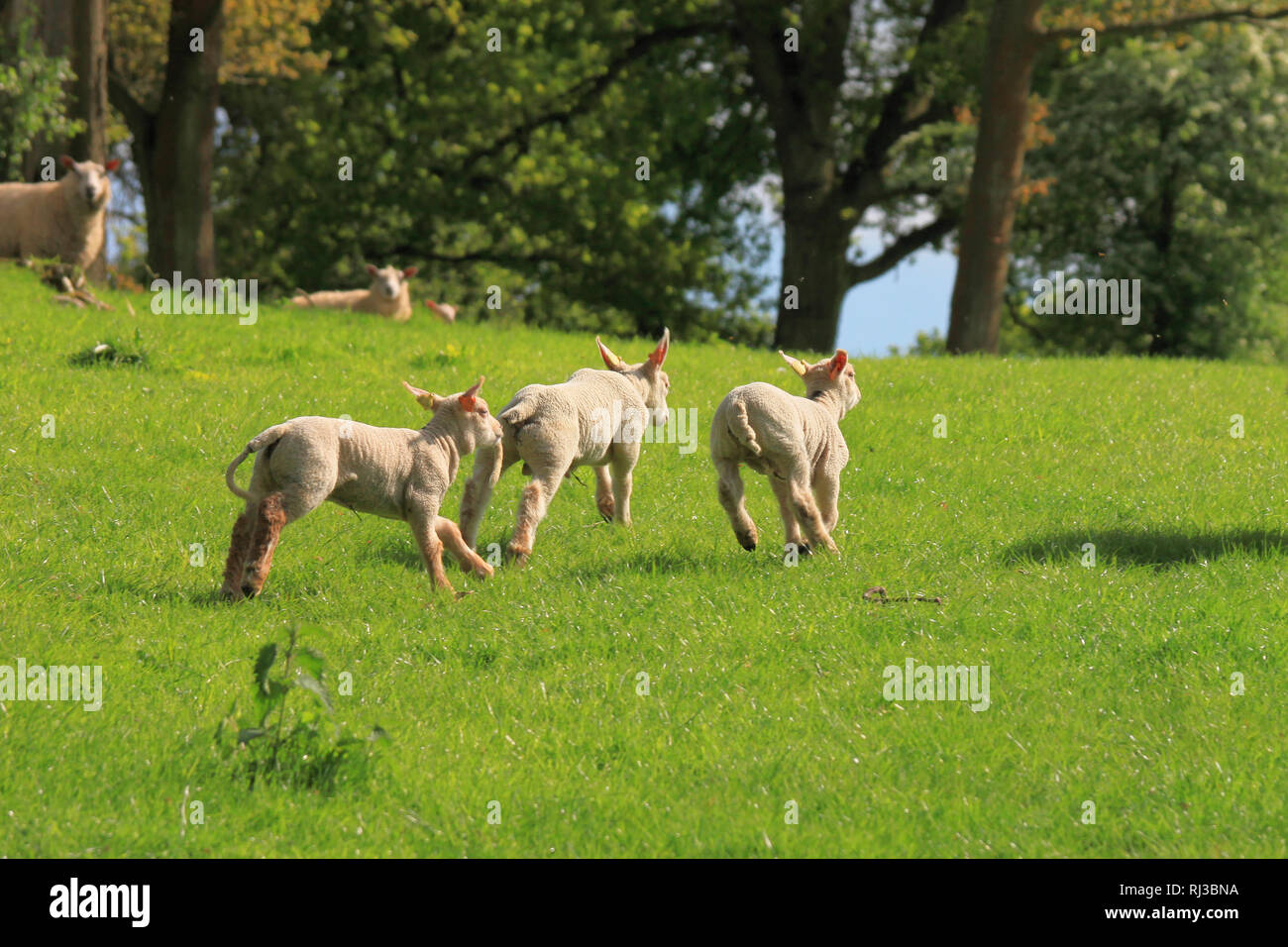 Lambs playing in spring meadows Stock Photo