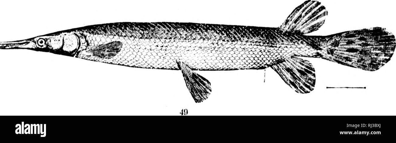 . The fishes of North and Middle America [microform] : a descriptive ...