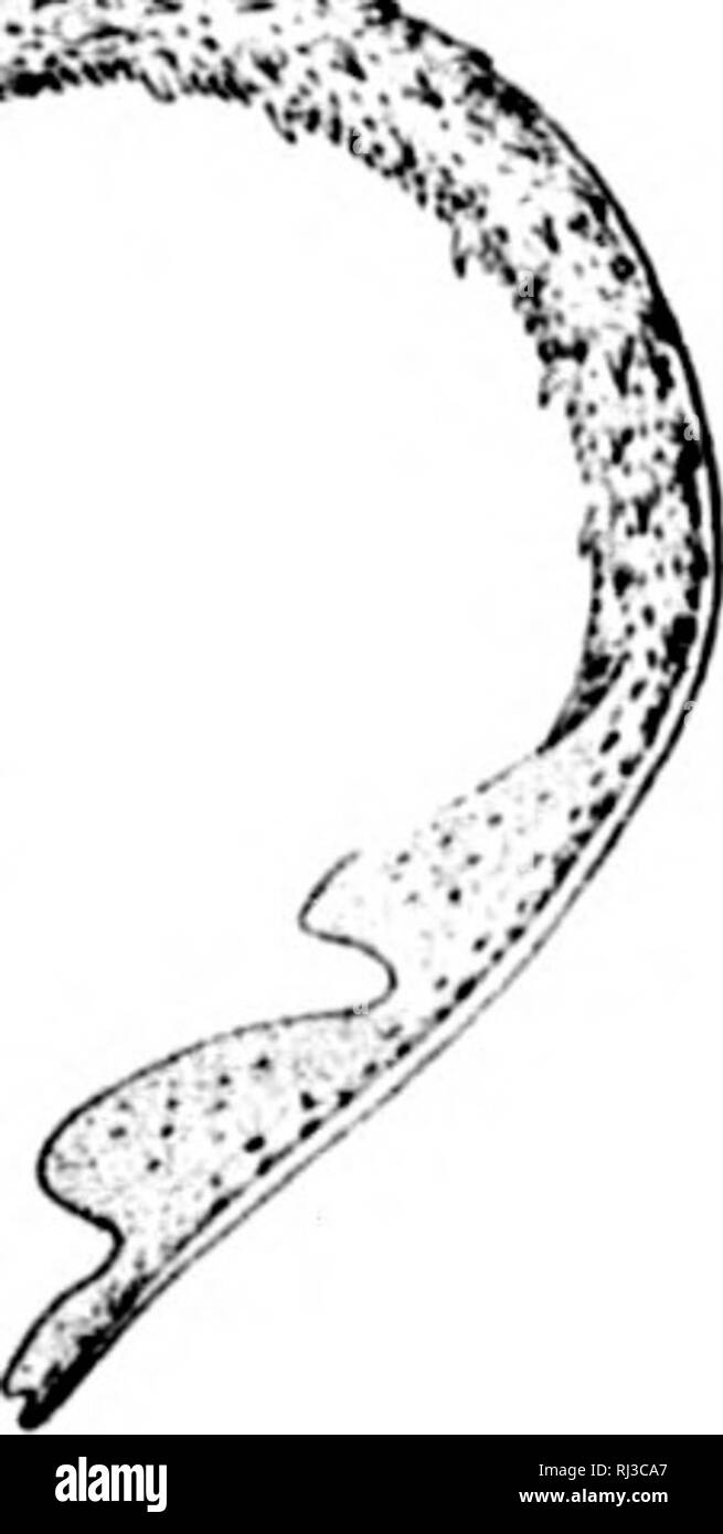 . The fishes of North and Middle America [microform] : a descriptive catalogue of the species of fish-like vertebrates found in the waters of North America, north of the Isthmus of Panama. Fishes; Fishes; Poissons; Poissons. HO. Ka.ia ocei.lata. (P, 68.) A^ *, â d/'^-^'^k. 31. Ka.Â»a acklkyi. rr. 70.) â¢. Please note that these images are extracted from scanned page images that may have been digitally enhanced for readability - coloration and appearance of these illustrations may not perfectly resemble the original work.. Jordan, David Starr, 1851-1931; Evermann, Barton Warren, 1853-1932. Wash Stock Photo