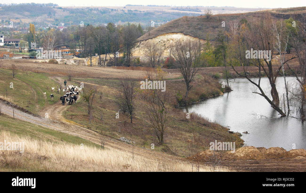 Farmers cows walking home hi-res stock photography and images - Alamy