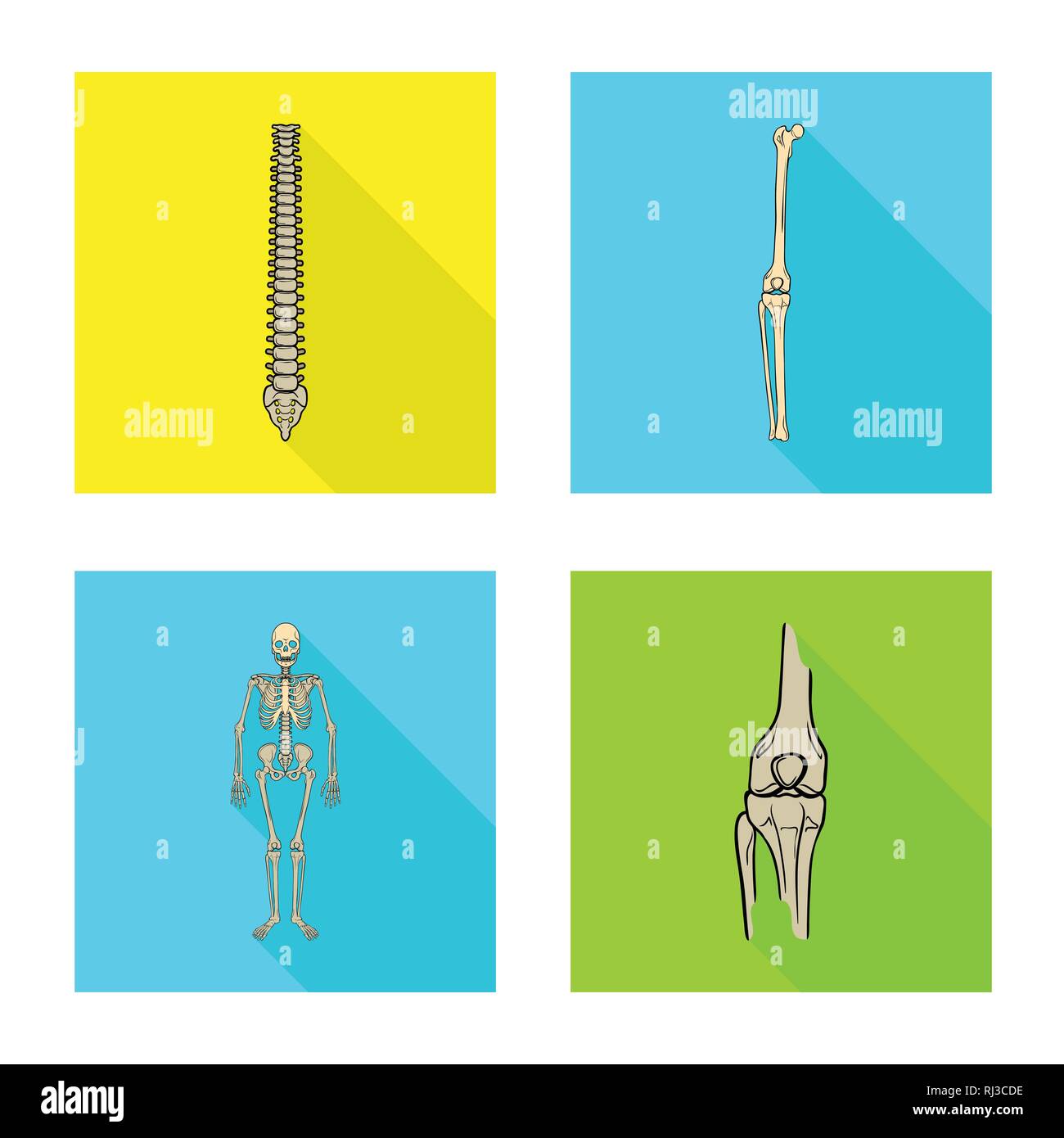 Vector design of bone and skeleton symbol. Set of bone and human stock ...