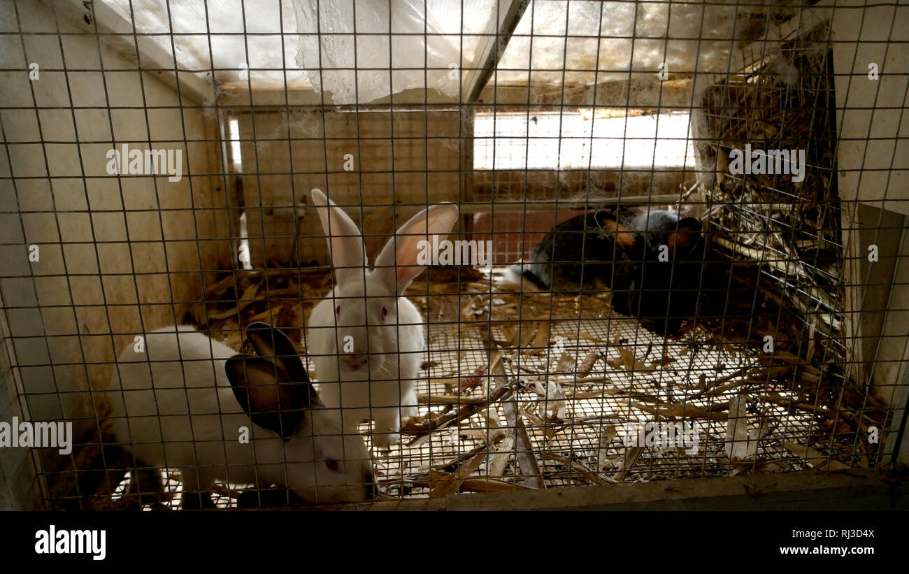 Cute rabbits in metal cage Stock Photo Alamy