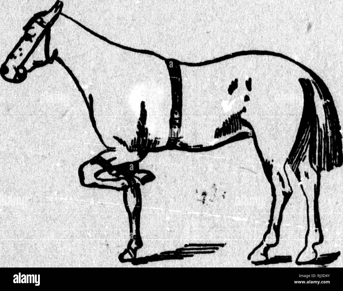. Gleason's veterinary hand-book and system of horse taming [microform] : in two parts. Veterinary medicine; Horses; Horse-training; Médecine vétérinaire; Chevaux; Chevaux. TSICK HORSES. HOW TO TRAIN AND CONTROL THEM. To teach horses to perform tricks requires a little more apparatus than that described in the foregoing pages. In addition to the cord and webbing we use what are known as the Rarey straps, consisting of the short strap and the long strap. The Short Strap.—A common breeching strap is all that is necessaiy; it i» used to strap up the foot (sec engraving). Open the. THE SHORT STRAP Stock Photo