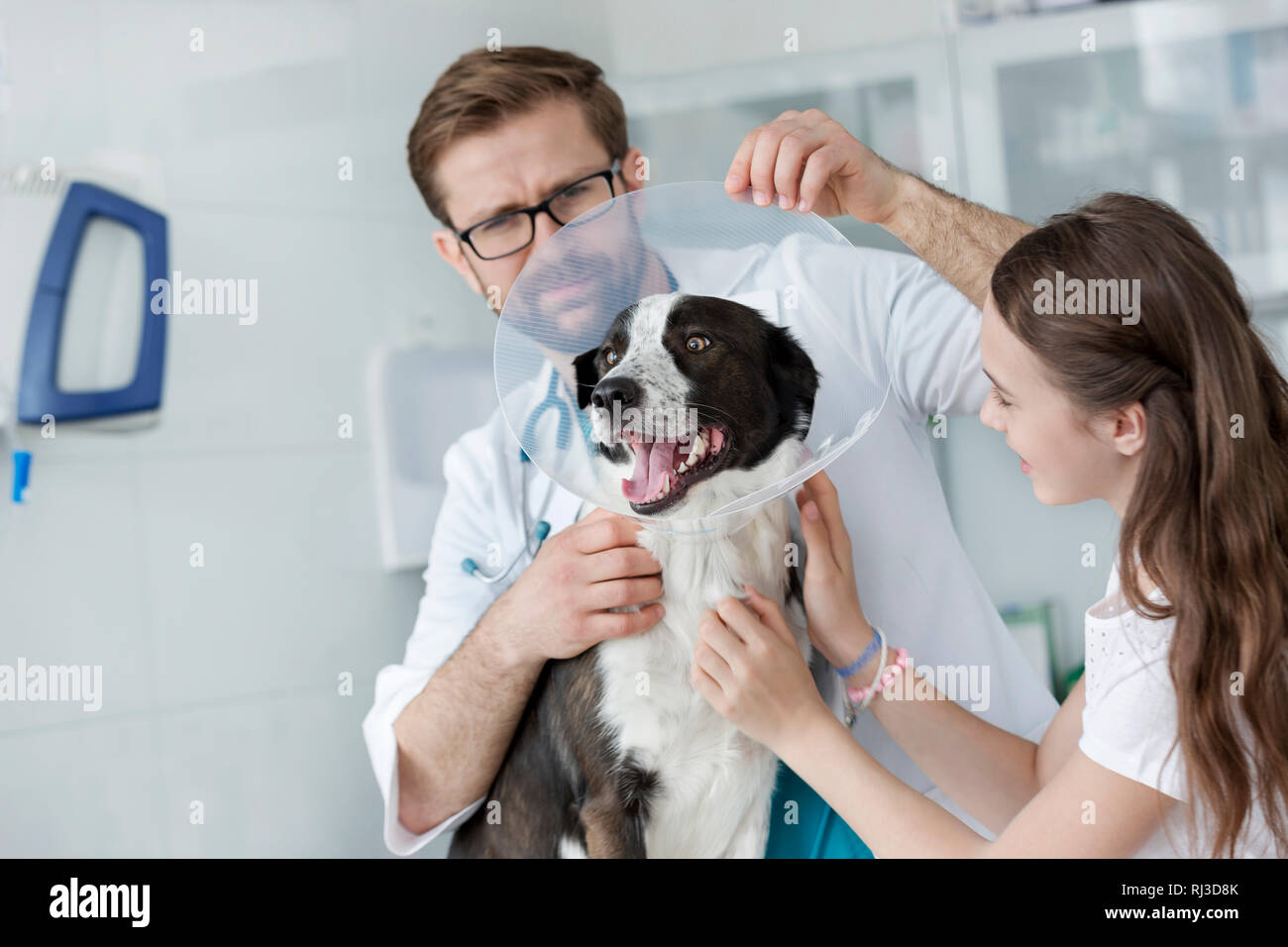 Veterinary doctor and girl holding cone collar on dog at clinic Stock Photo