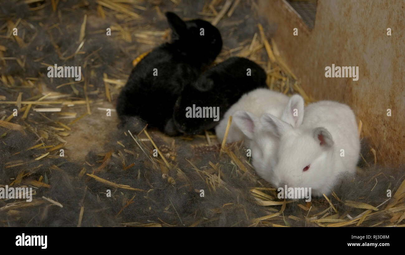 Baby rabbits in cage close up. Stock Photo