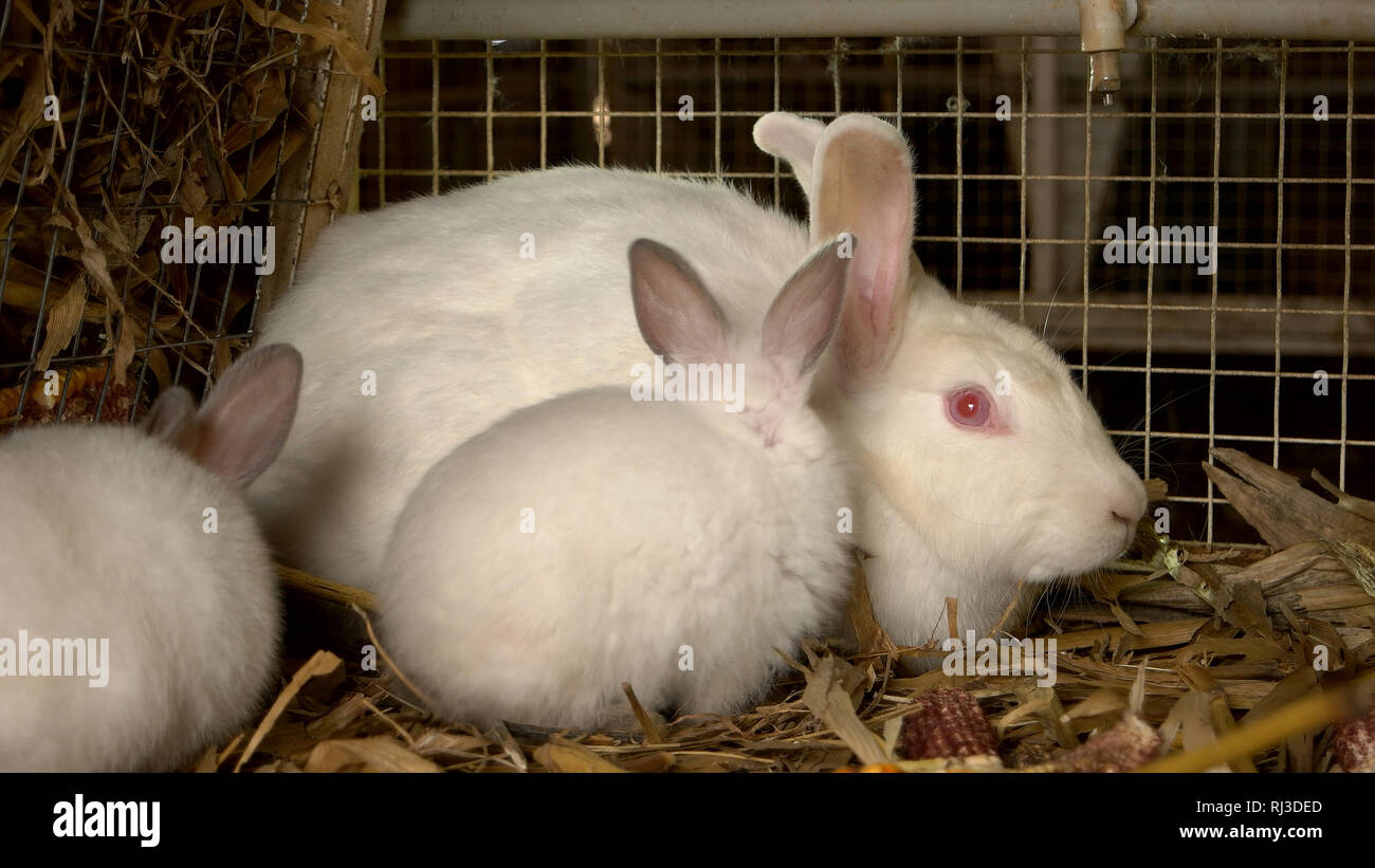 Mother rabbit with baby bunnies Stock Photo - Alamy