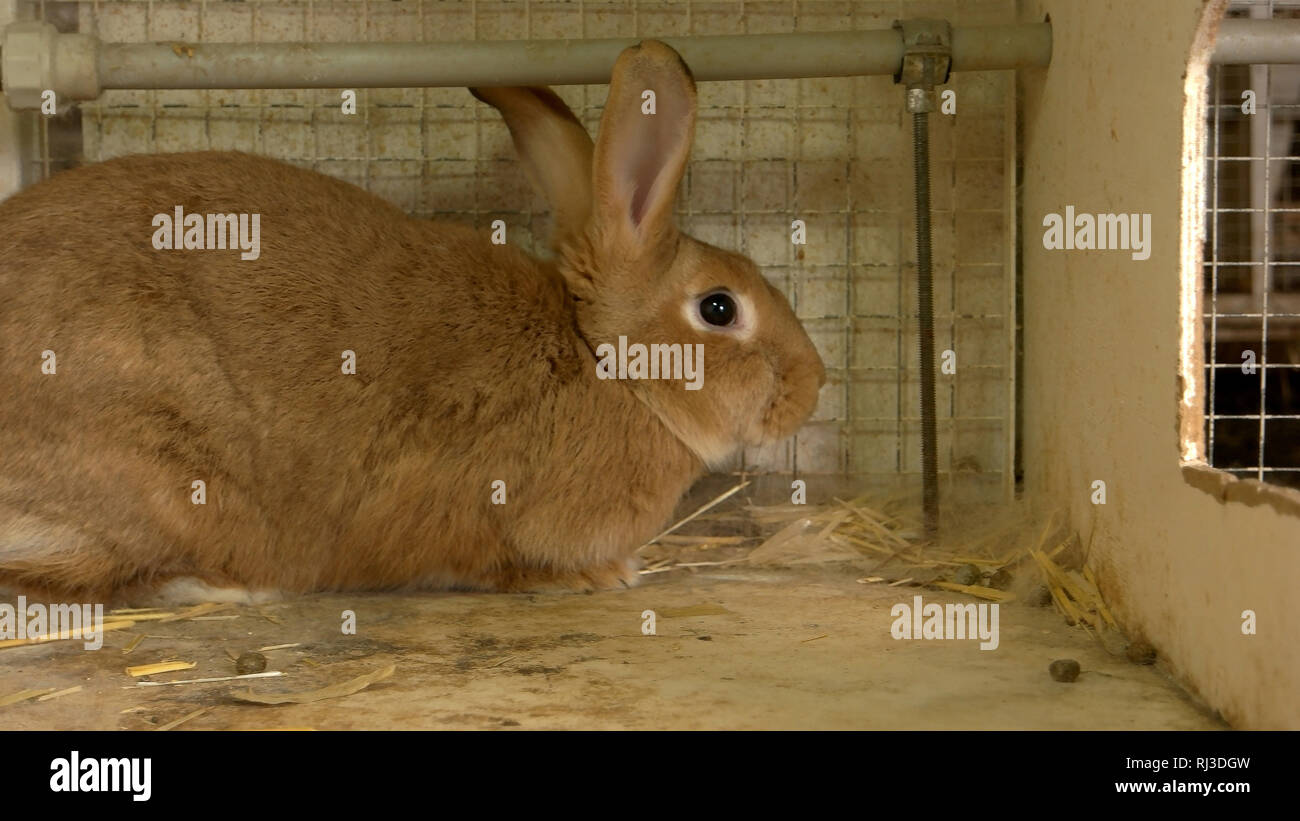 Close up big brown rabbit in hutch Stock Photo - Alamy