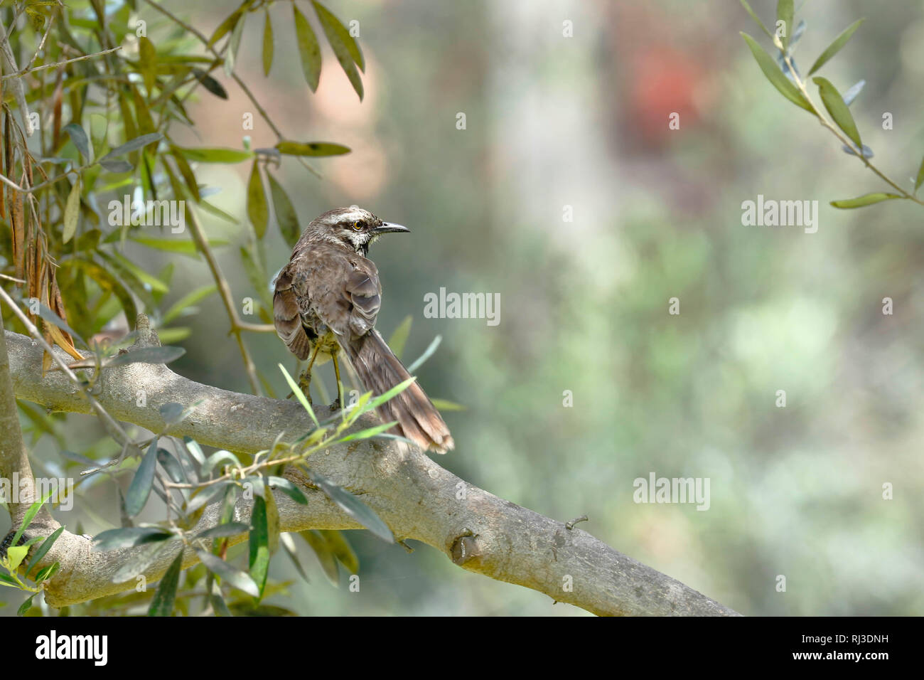 Long-tailed mockingbird (Mimus longicaudatus) perched on branches of its natural environment Stock Photo