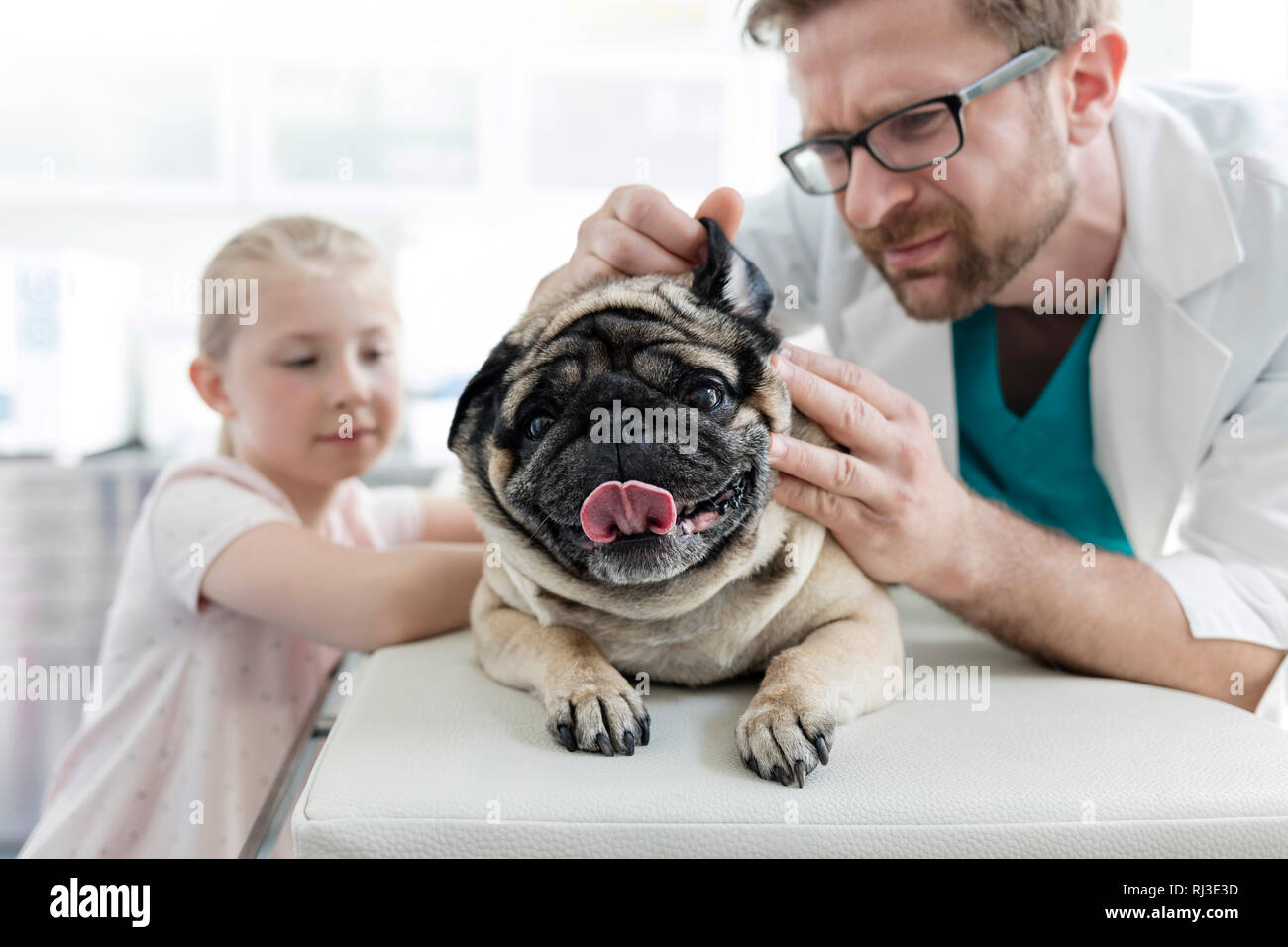 Doctor examining pug's ear with girl standing in veterinary clinic Stock Photo