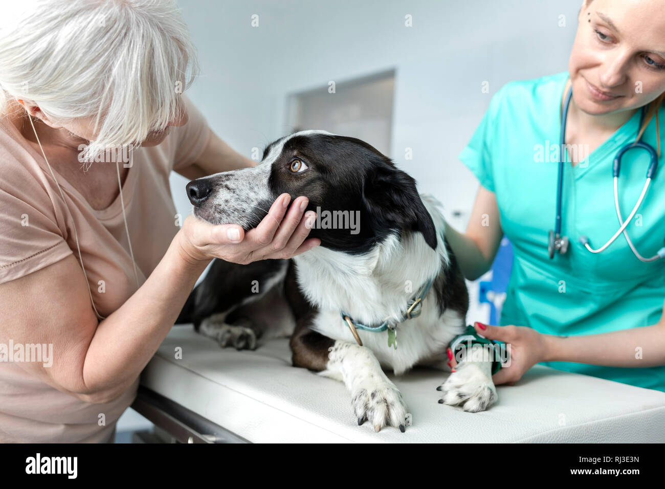 Doctor and senior owner looking at dog on bed in veterinary clinic Stock Photo