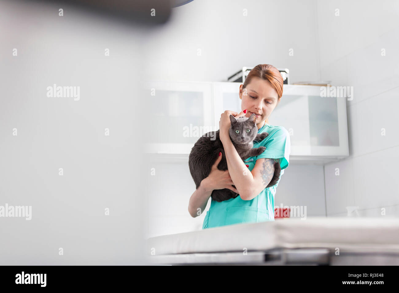 Doctor carrying Russian blue cat at veterinary clinic Stock Photo