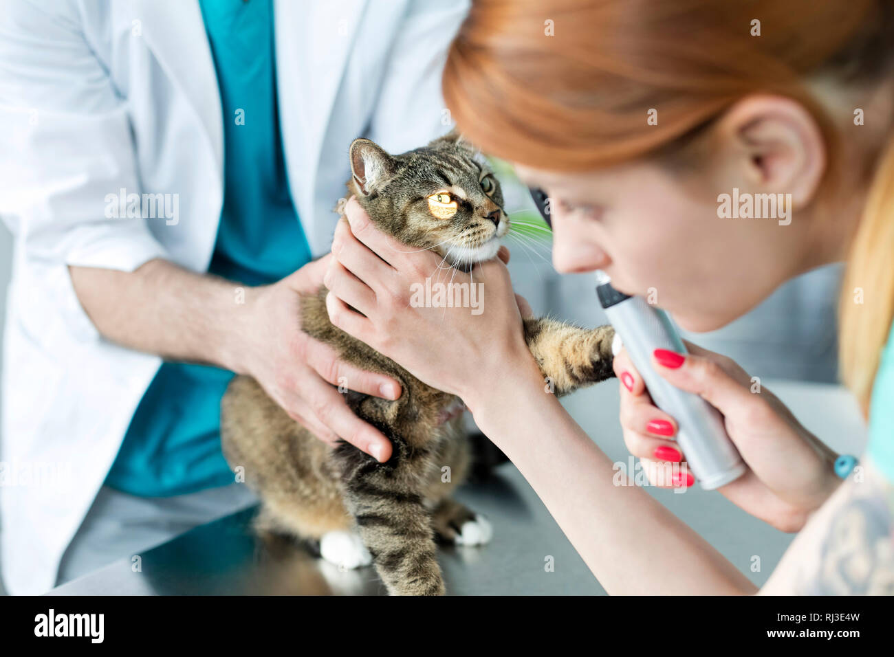 Doctors examining cat with otoscope equipment at veterinary clinic Stock Photo